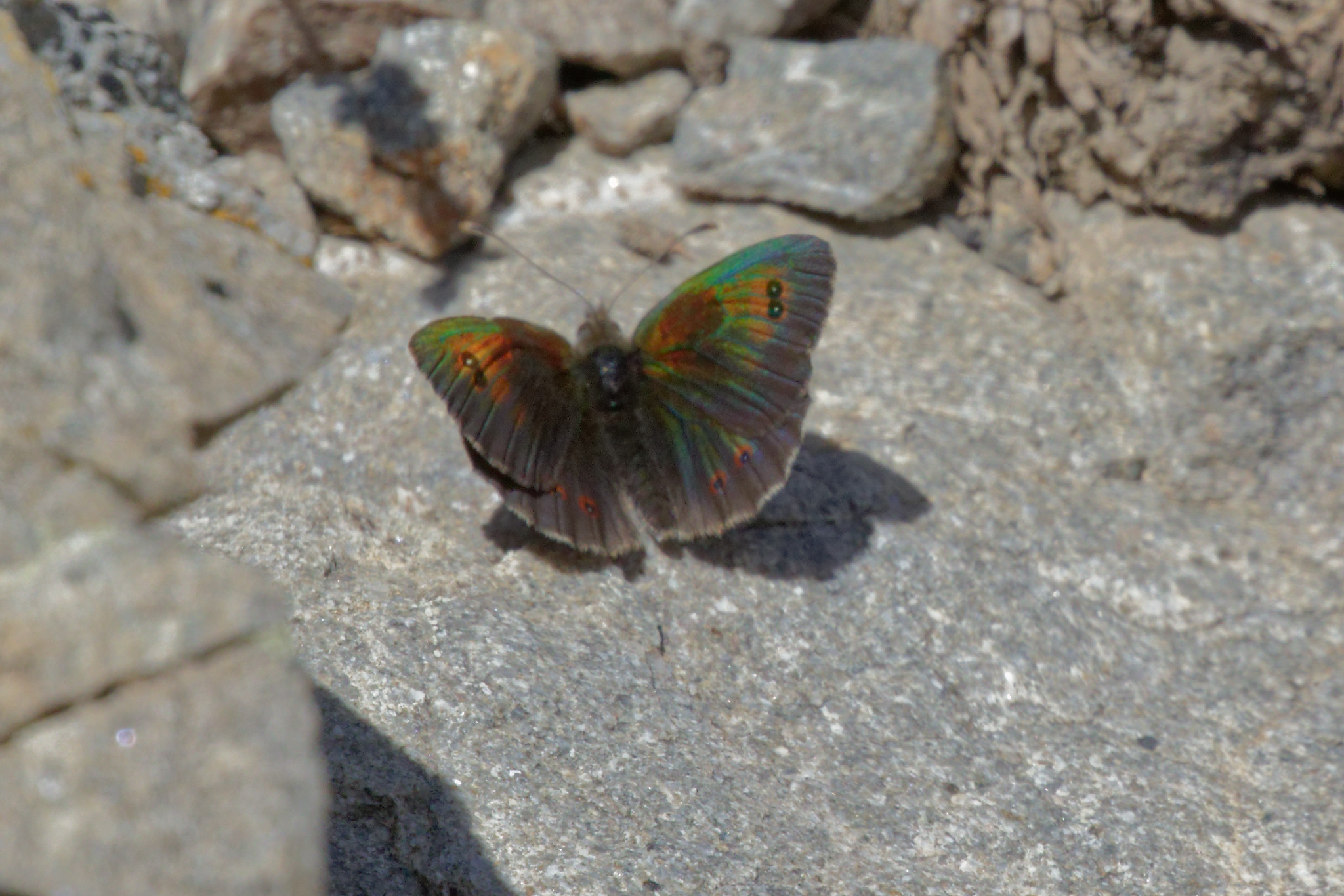 Miniature